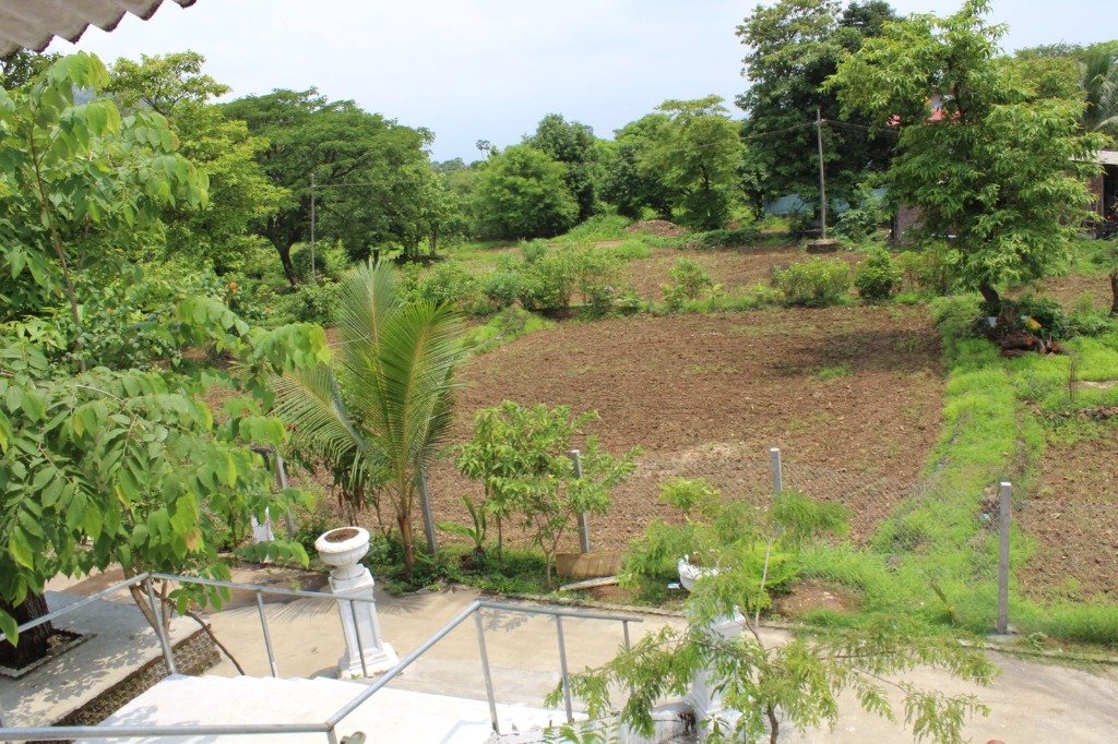 Lush Nature and Trees View